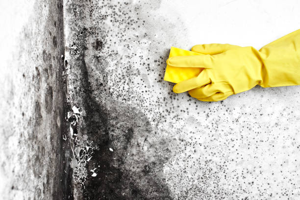 Best Mold Cleaning Services  in Warminster Heights, PA