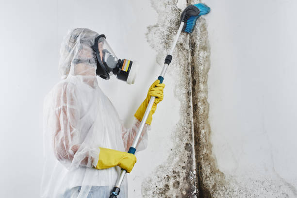 Best Toxic Mold Removal  in Warminster Heights, PA