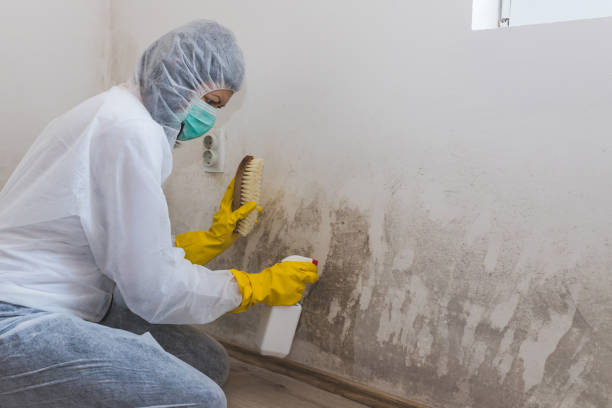 Best Certified Mold Removal  in Warminster Heights, PA