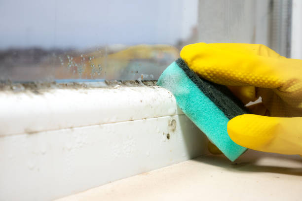 Best Mold Damage Repair  in Warminster Heights, PA