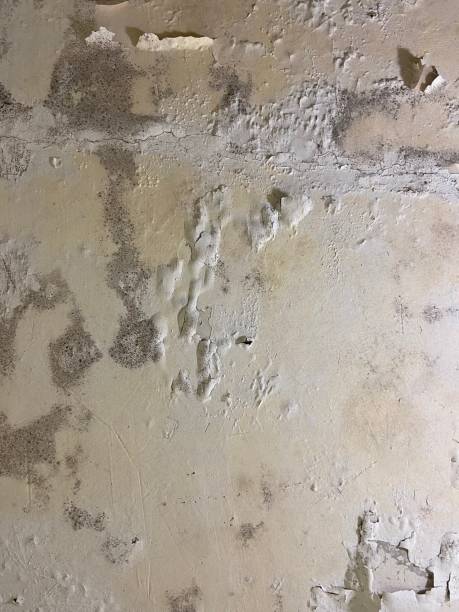 Crawl Space Mold Removal in Warminster Heights, PA