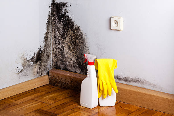 Reliable Warminster Heights, PA Mold Removal Solutions