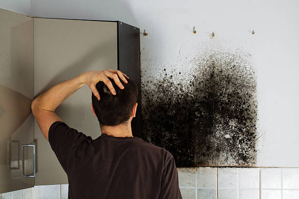 Best Mold Testing  in Warminster Heights, PA