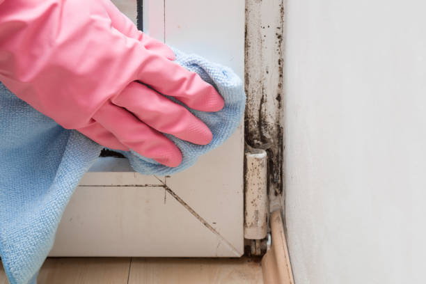 Best Affordable Mold Removal  in Warminster Heights, PA
