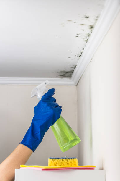Best Residential Mold Removal  in Warminster Heights, PA