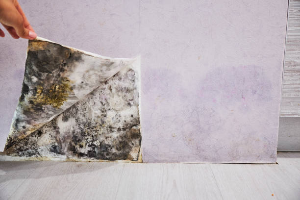  Warminster Heights, PA Mold Removal Pros